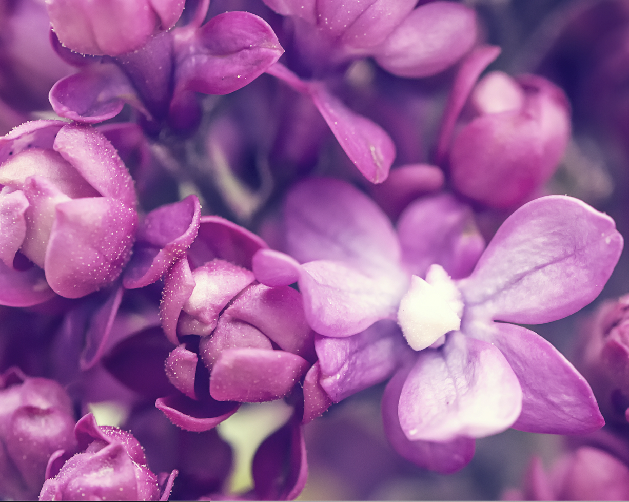 paarse bloemen